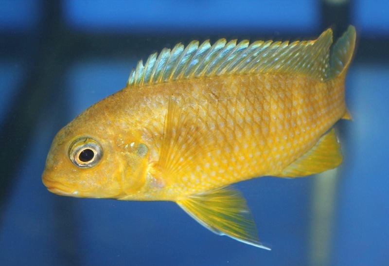 Tropheops sp. 'mauve yellow' Mara Rocks